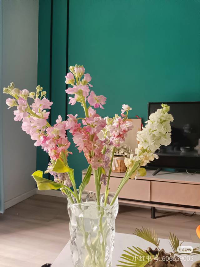 Atropinetiny整租房源3