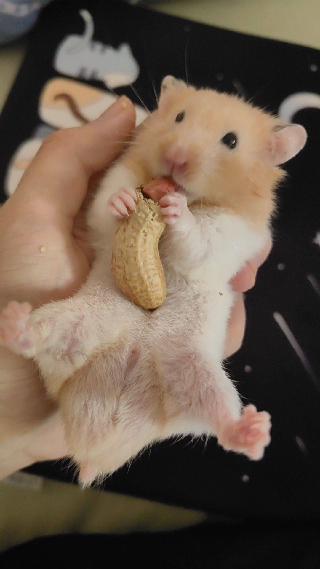 看着倒蛋笨整租房源1