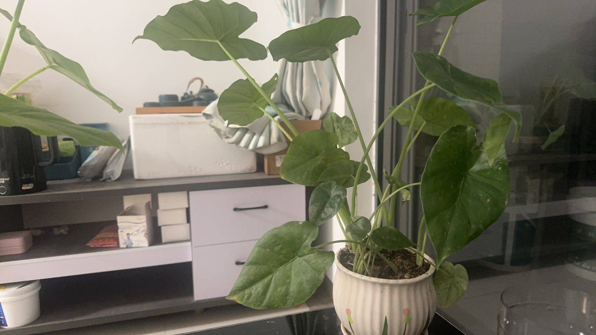 Guangzhou-Huangpu-Cozy Home,Clean&Comfy,No Gender Limit,Hustle & Bustle,“Friends”,Chilled,LGBTQ Friendly,Pet Friendly