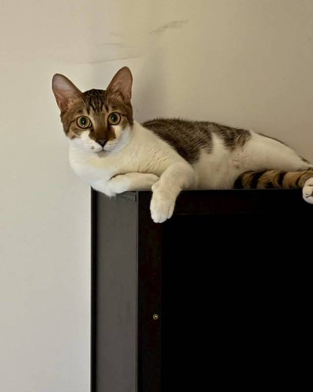 Shanghai Hongkou | 平型关路669弄_4