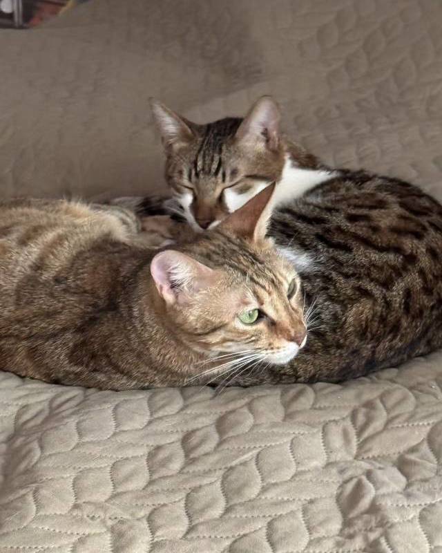 Shanghai Hongkou | 平型关路669弄_5