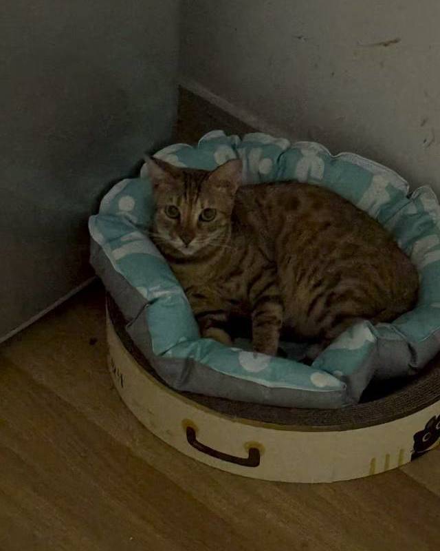 Shanghai Hongkou | 平型关路669弄_7