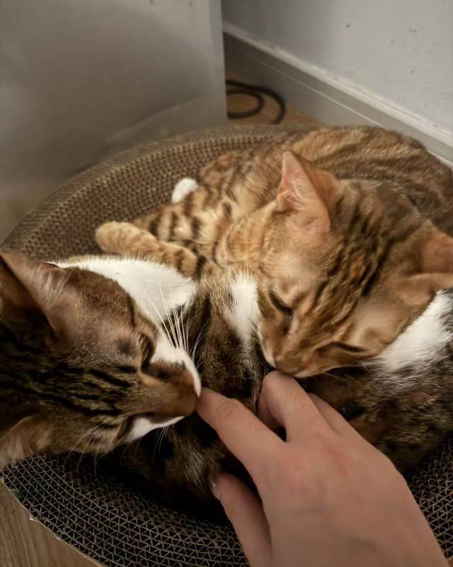 Shanghai Hongkou | 平型关路669弄_6