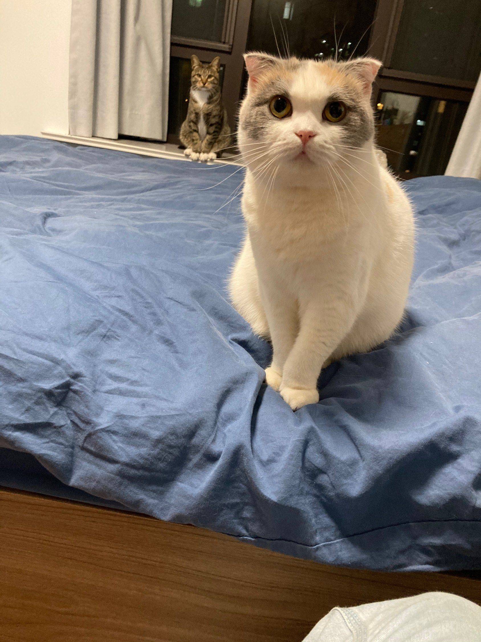 Shanghai-Jing‘An-Cozy Home,Clean&Comfy,No Gender Limit,LGBTQ Friendly,Pet Friendly