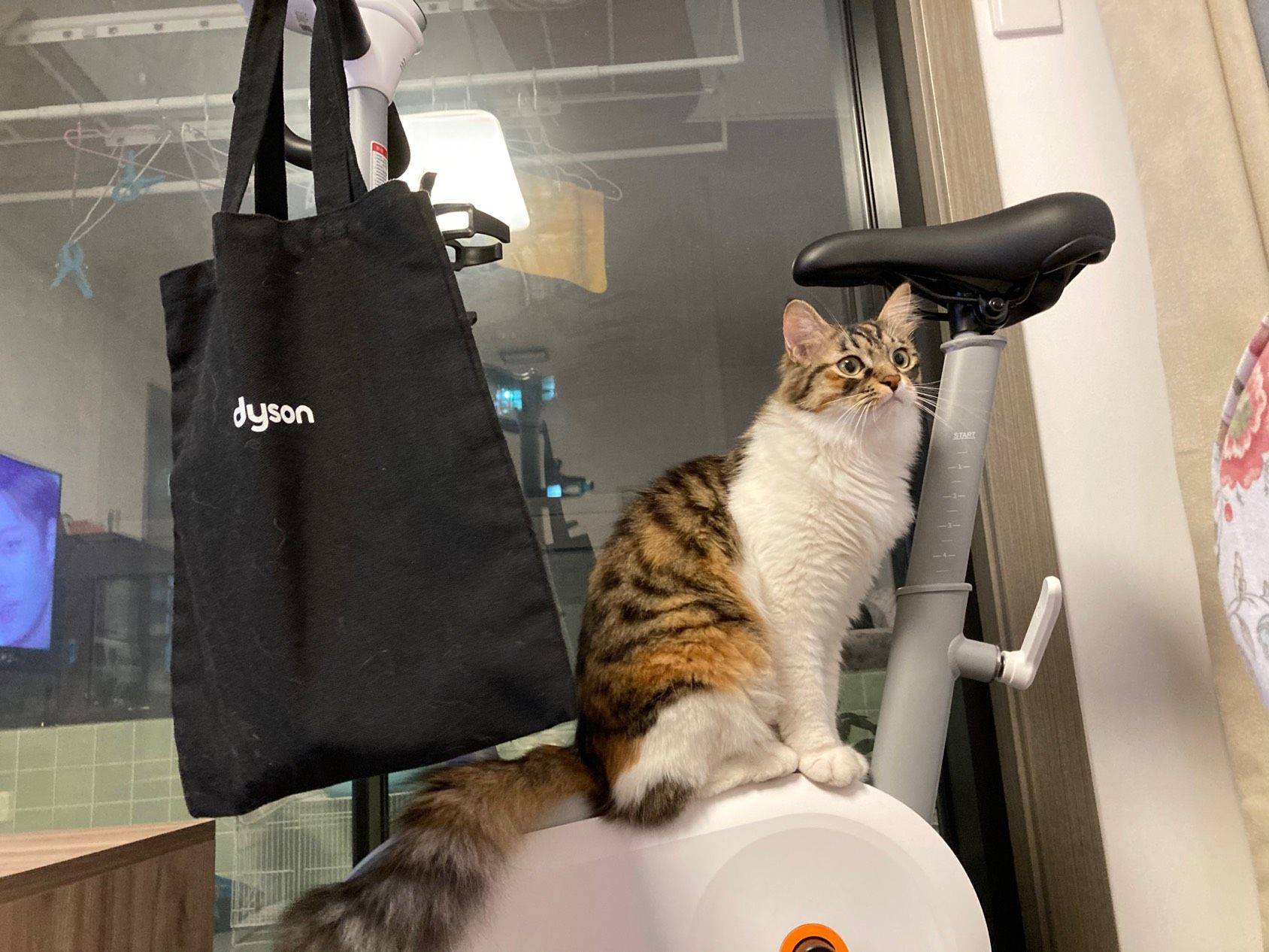 Shanghai-Jing‘An-Cozy Home,Clean&Comfy,No Gender Limit,LGBTQ Friendly,Pet Friendly