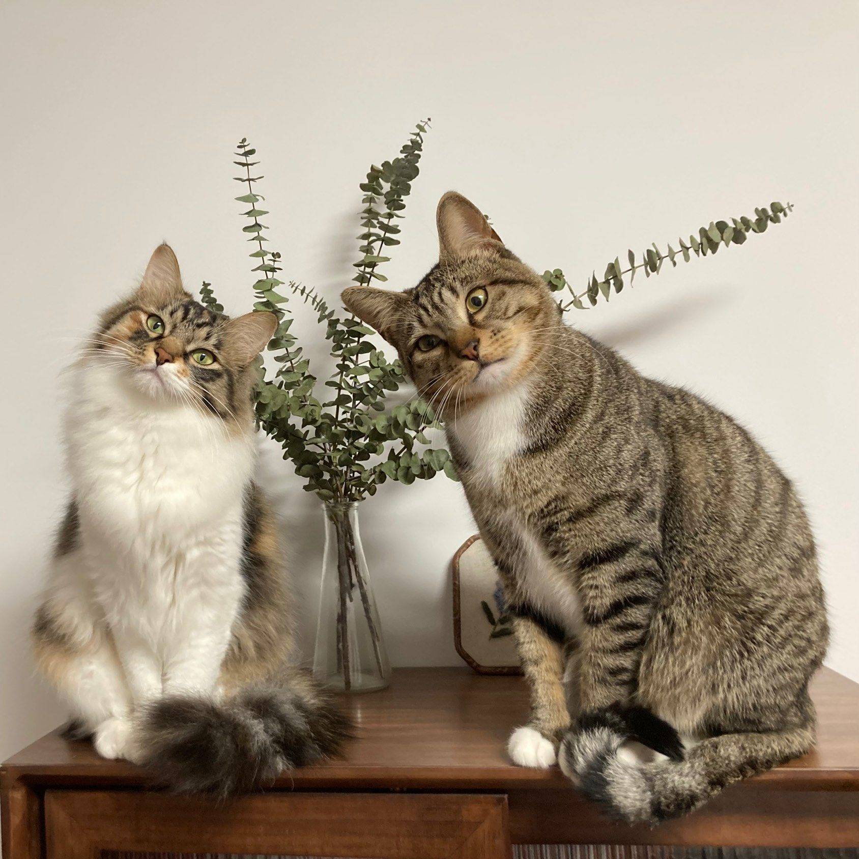 Shanghai-Jing‘An-Cozy Home,Clean&Comfy,No Gender Limit,LGBTQ Friendly,Pet Friendly