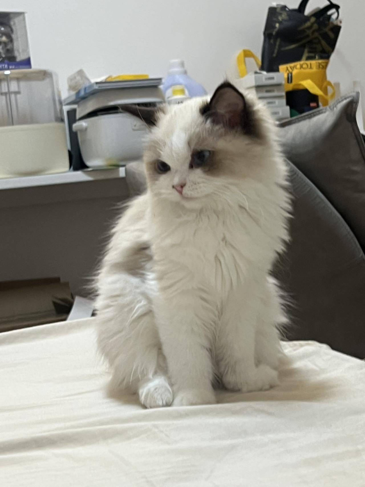 溫馨小窩-乾淨治愈-不限性別-寵物友好