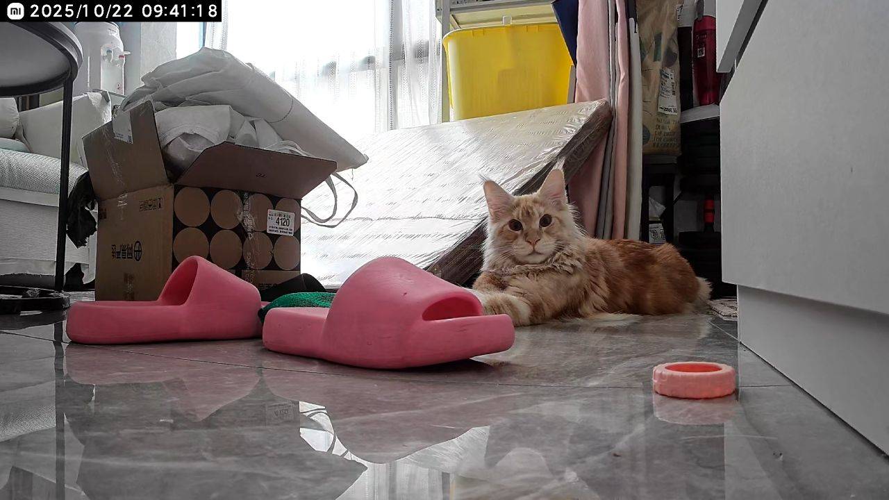 Guangzhou-Baiyun-Pet Friendly