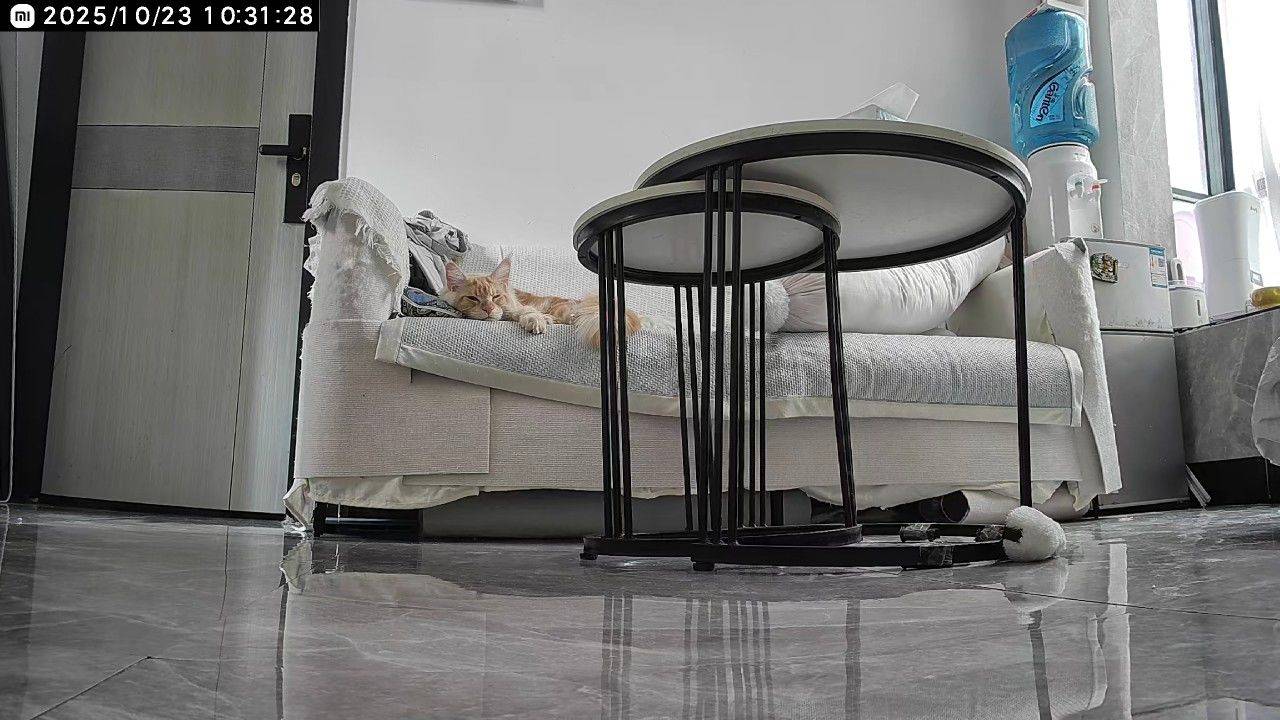 Guangzhou-Baiyun-Pet Friendly