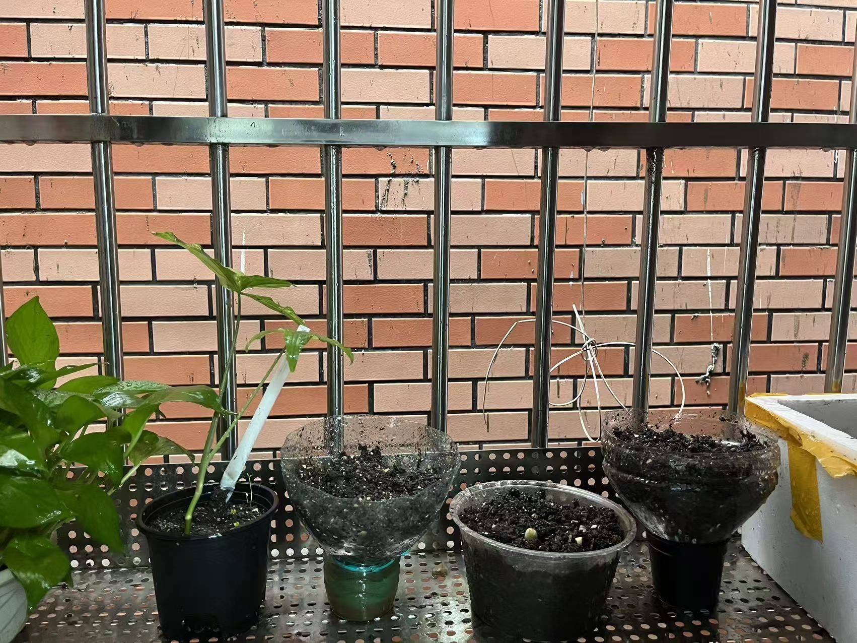 Shenzhen-Longgang-Cozy Home,Clean&Comfy,No Gender Limit,Pet Friendly