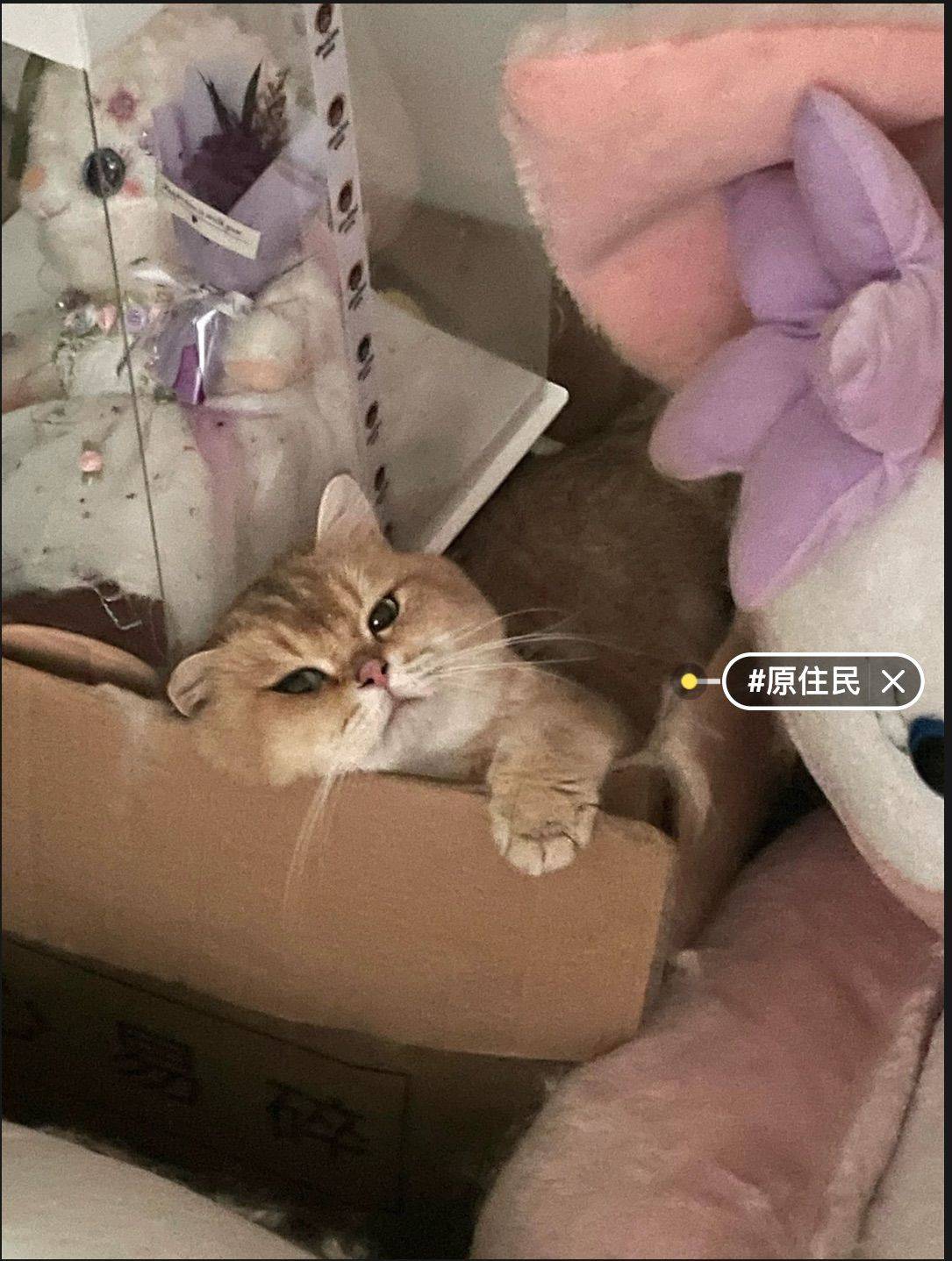 深圳-龍華-一房一厅一卫,不是城中村,保安24小时值班,近地铁 商业,民水民电,位置很好,寵物友好,溫馨小窩,乾淨治愈