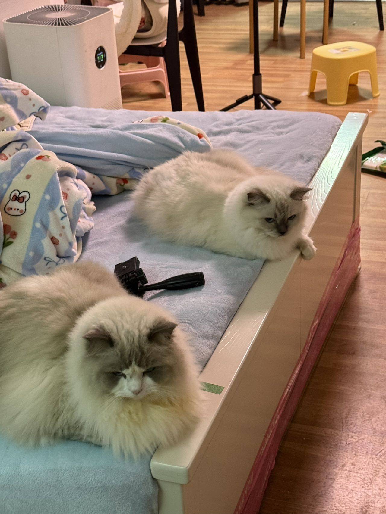 Suzusaki整租房源1