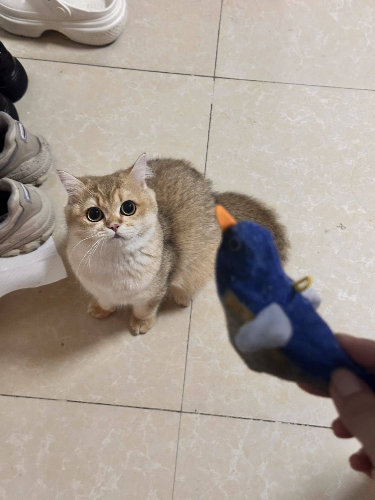 胖虎🐯ྀི整租房源1