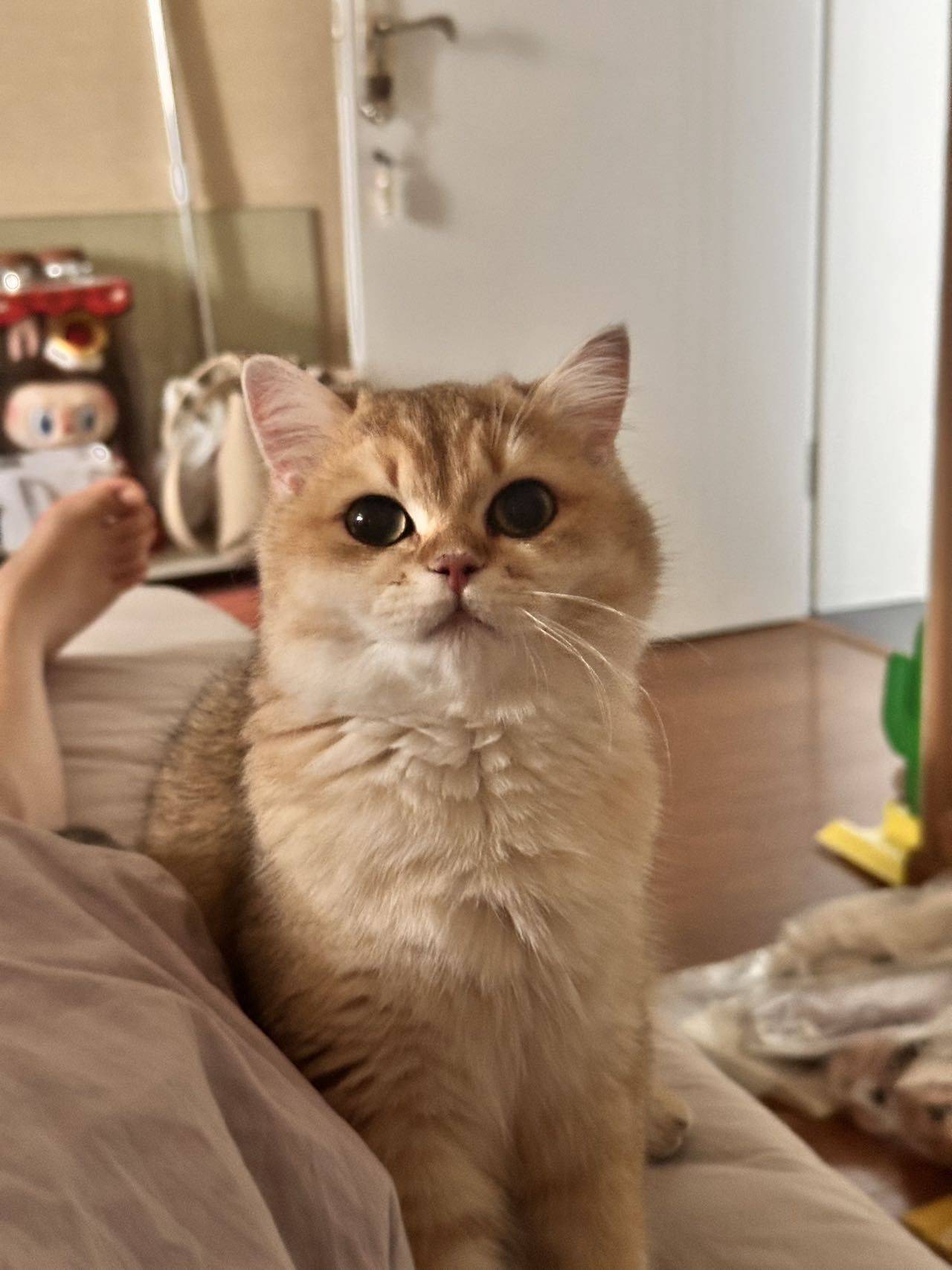 胖虎🐯ྀི整租房源2