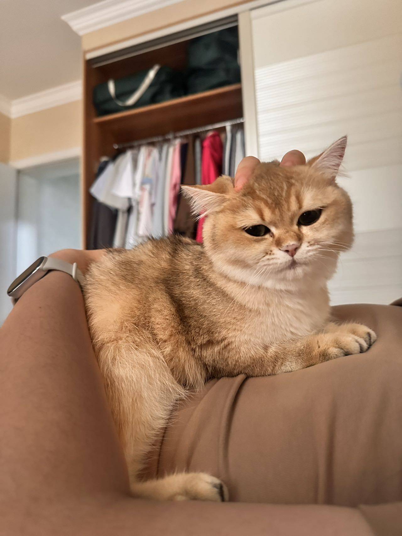 胖虎🐯ྀི整租房源3