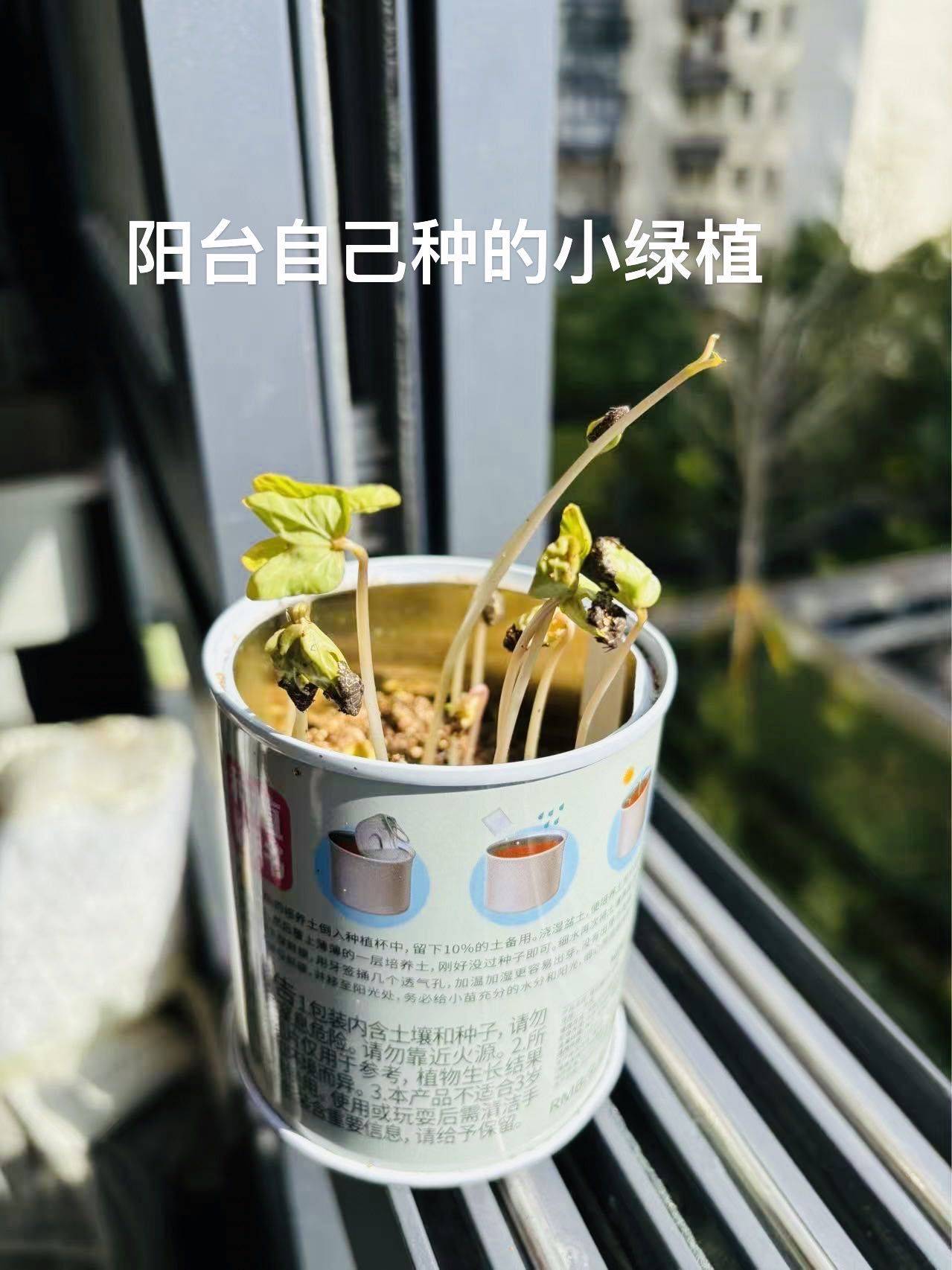 赵灵儿整租房源2