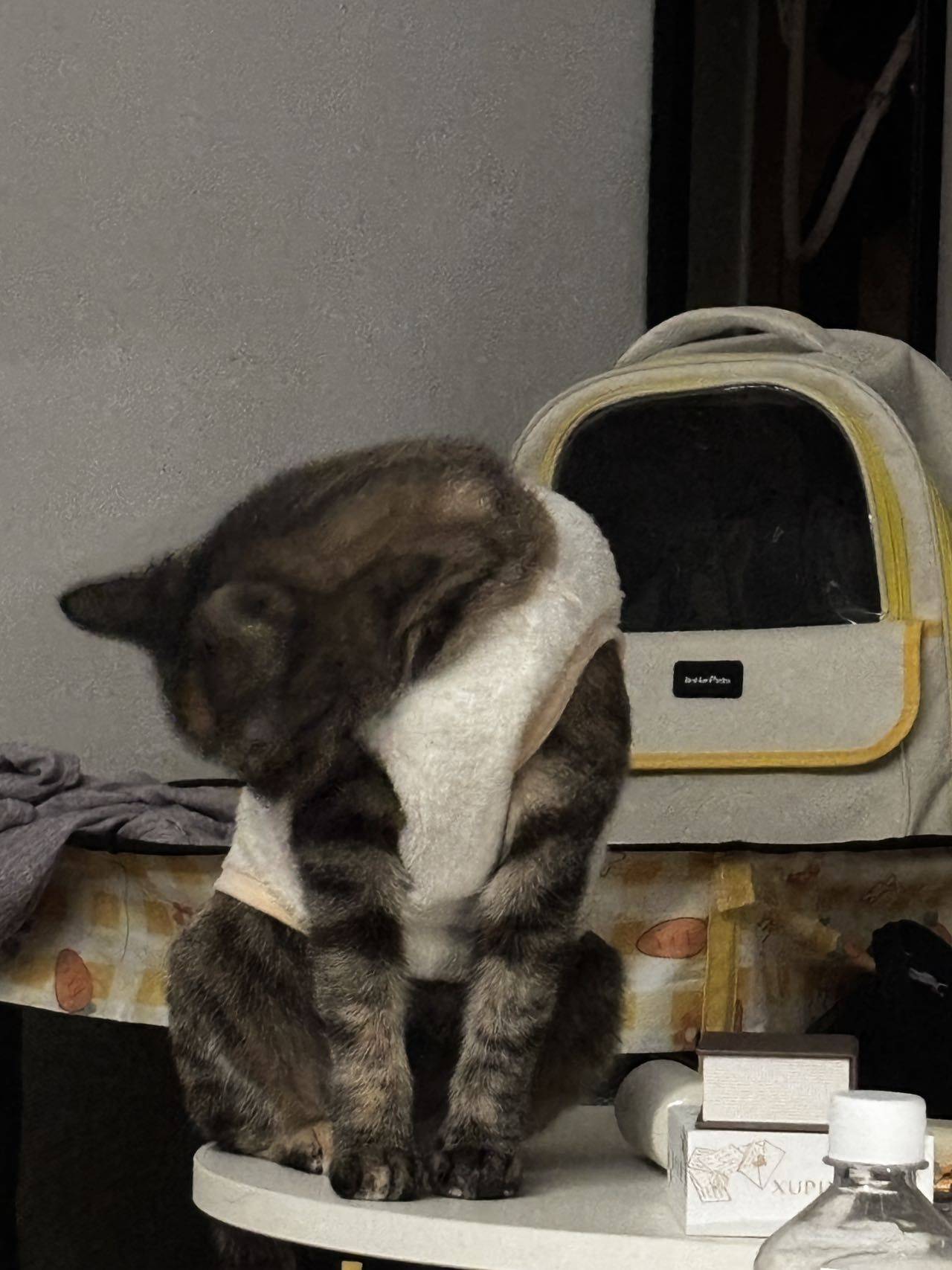 油貓餅整租房源3