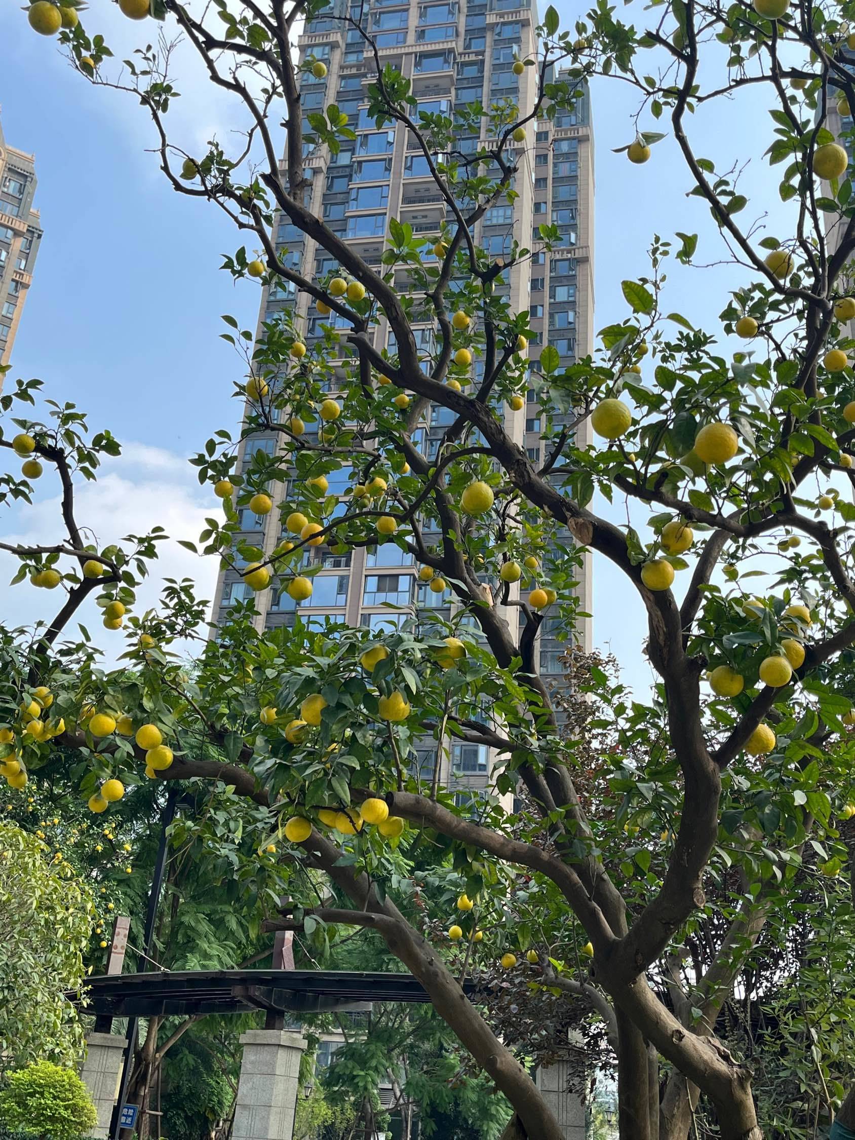 新都 恒大·滨河左岸