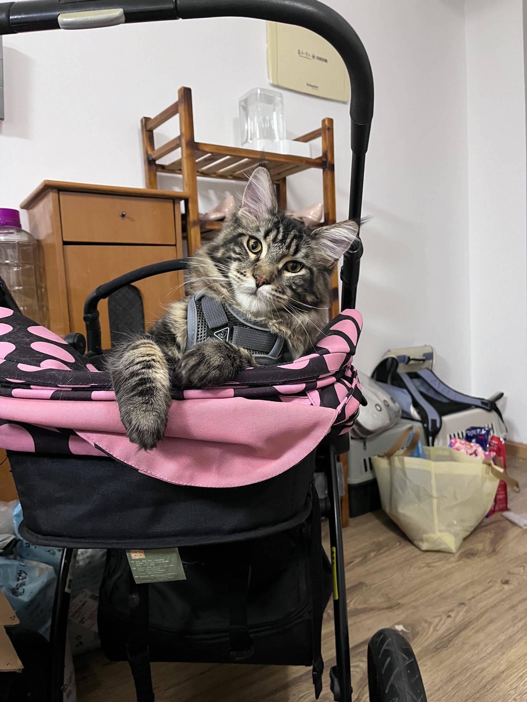 不限性别-宠物友好