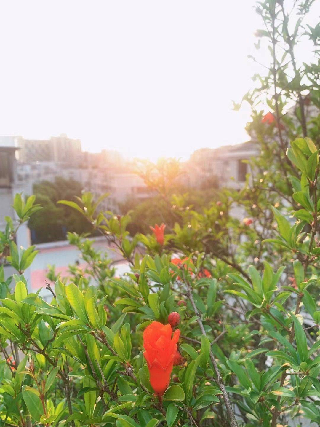 苏州 虎丘 | 虎丘区塔园路203号格林花园_1