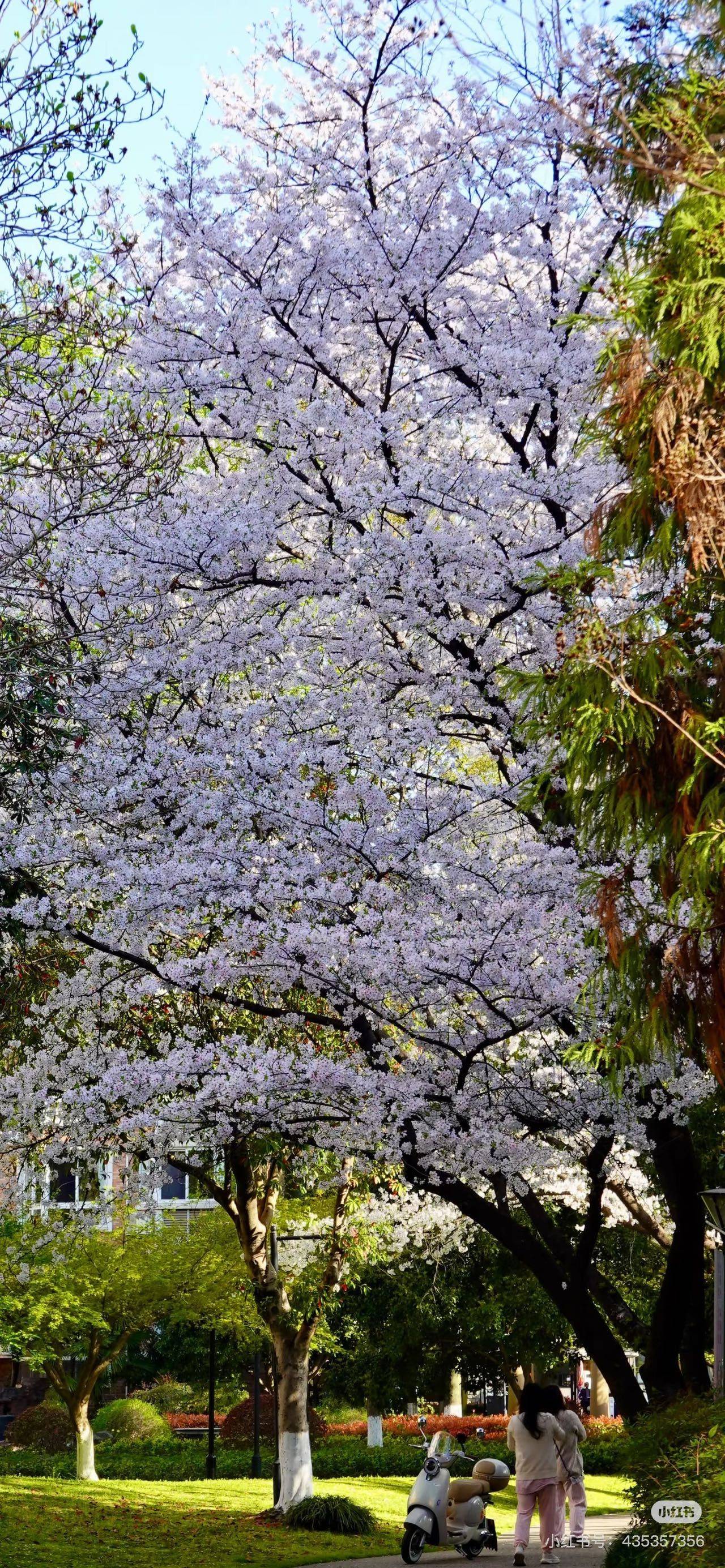 杭州 西湖 | 阳光地带花园-西区_6