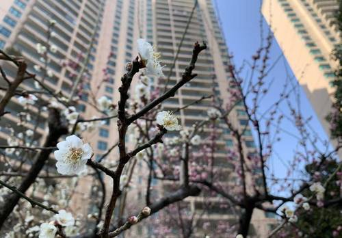 長寧 仁恒河滨花园