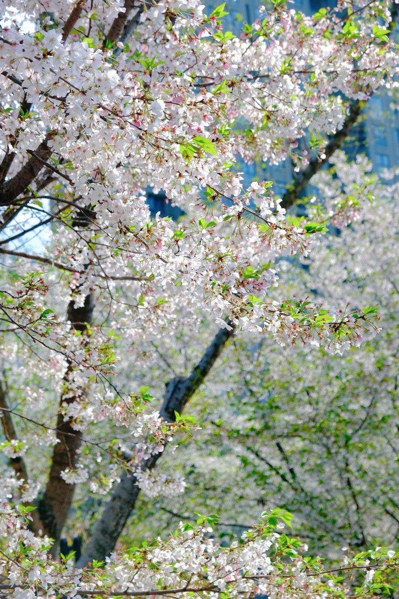 Hangzhou Binjiang | 观潮华庭_5