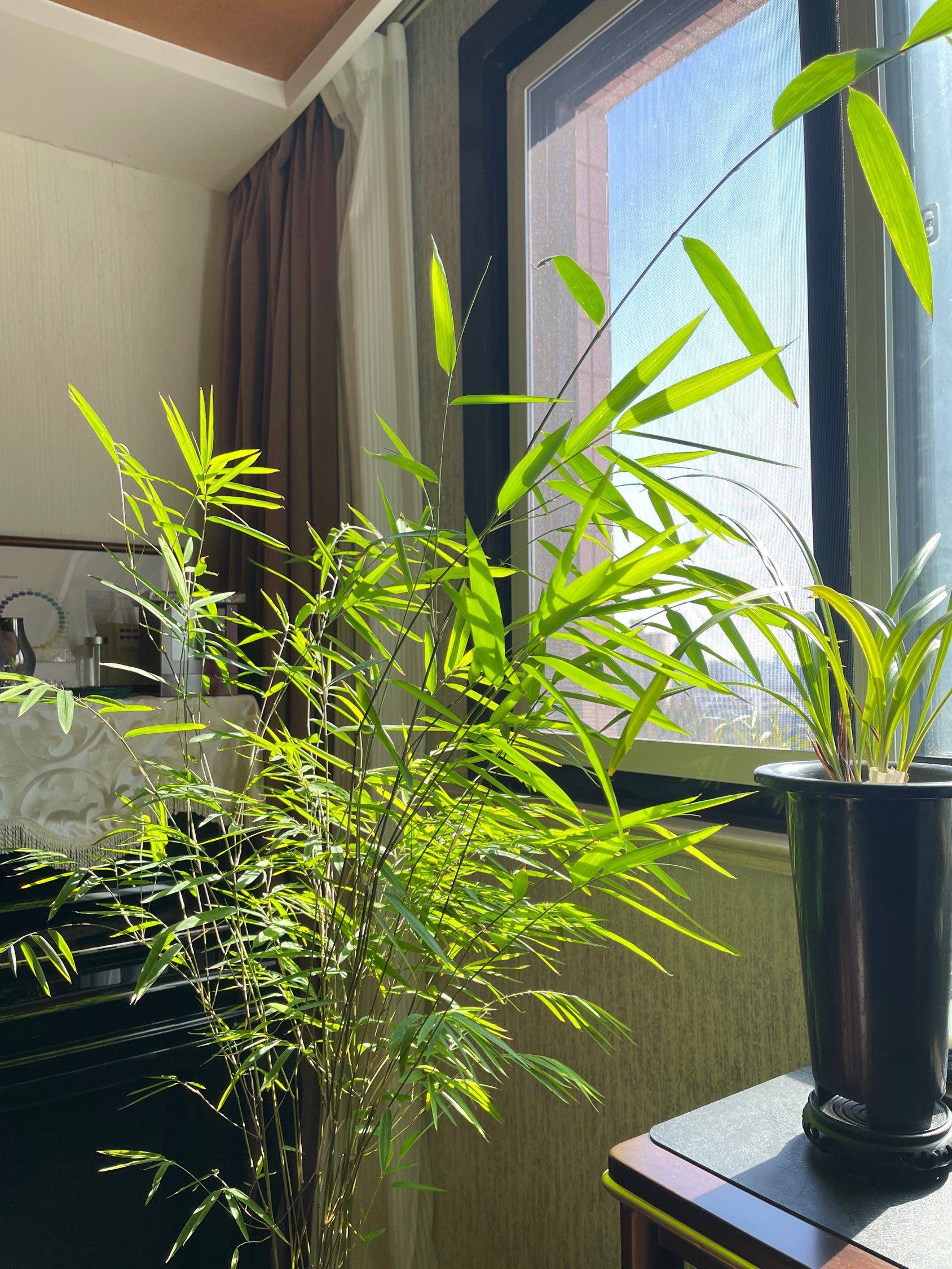 艾薇整租房源1