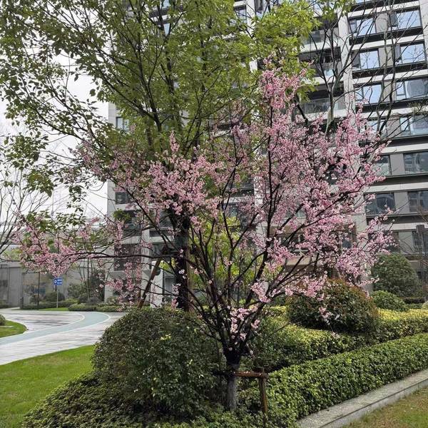 风轻飏整租房源3