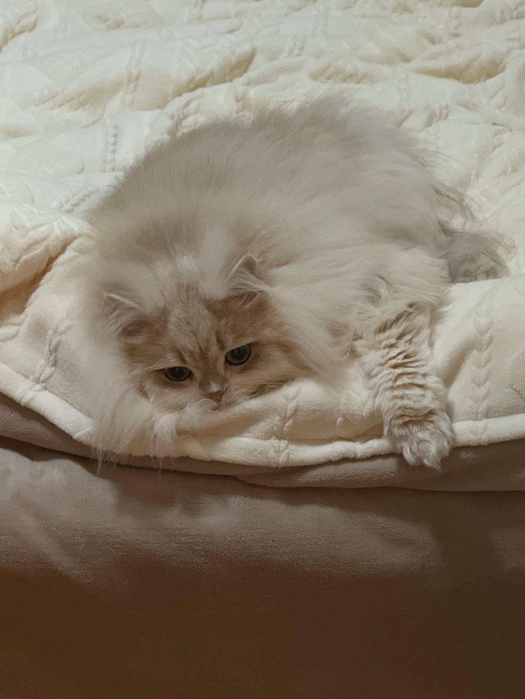 成都 成華 | 招商中央华城2期_3