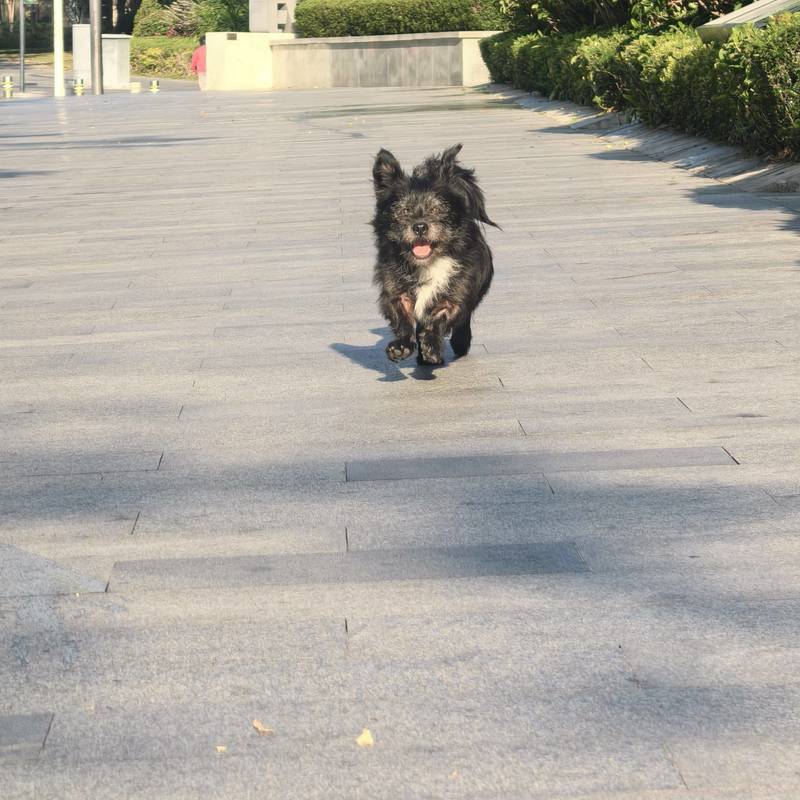 深圳 龙岗 | 坂田华为基地马蹄山二区_6