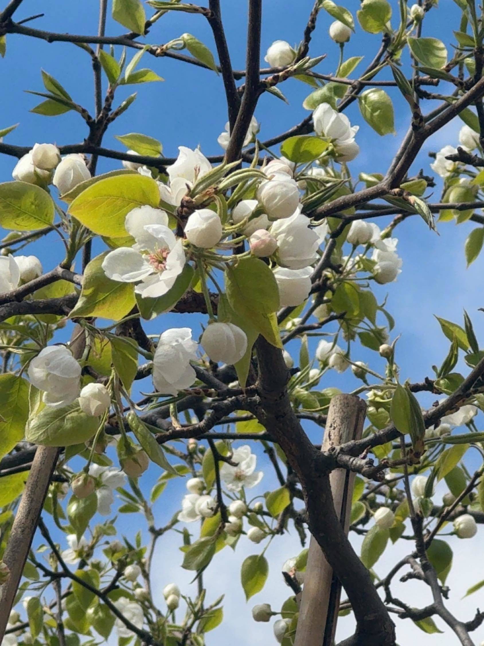 天津 南開 | 光湖里_3