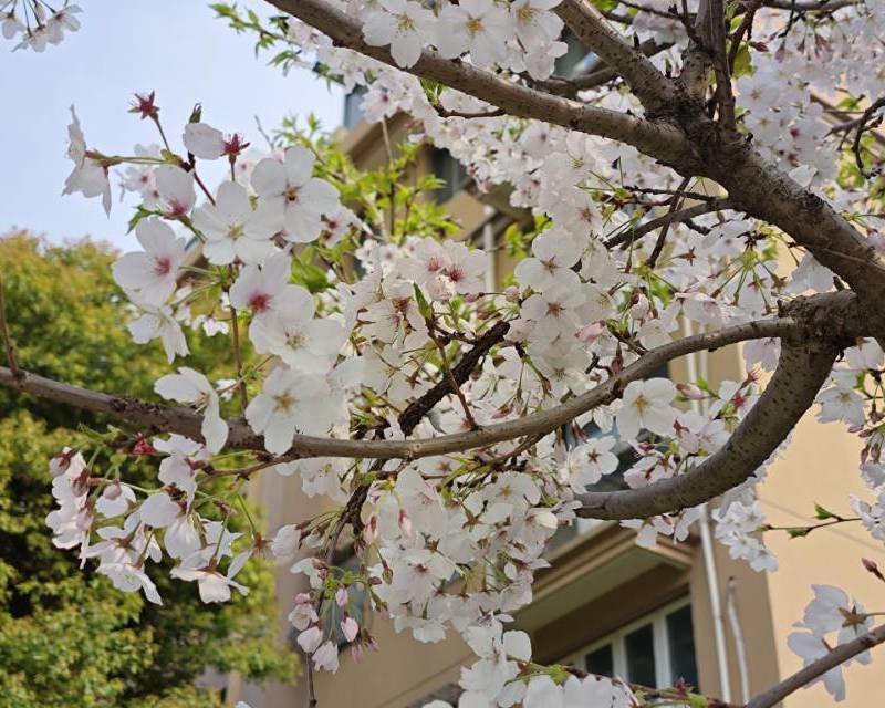 Shanghai Pudong | 大华锦绣华城四街坊_4