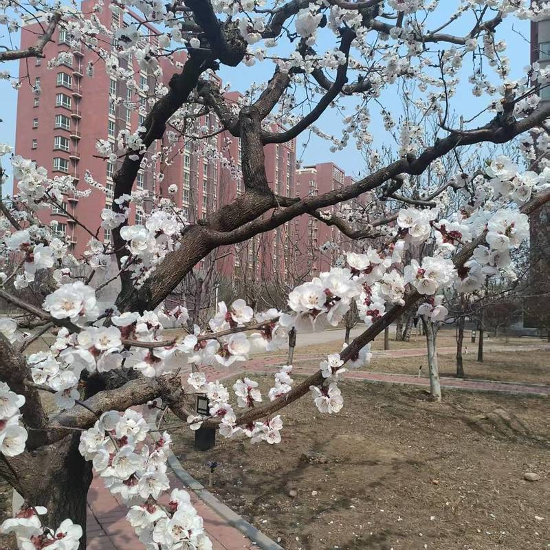 北京 顺义 | 国测8号_3