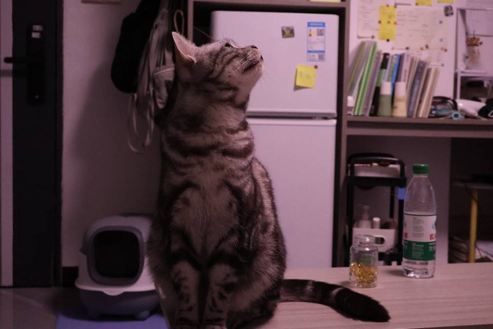 Yasmine整租房源3