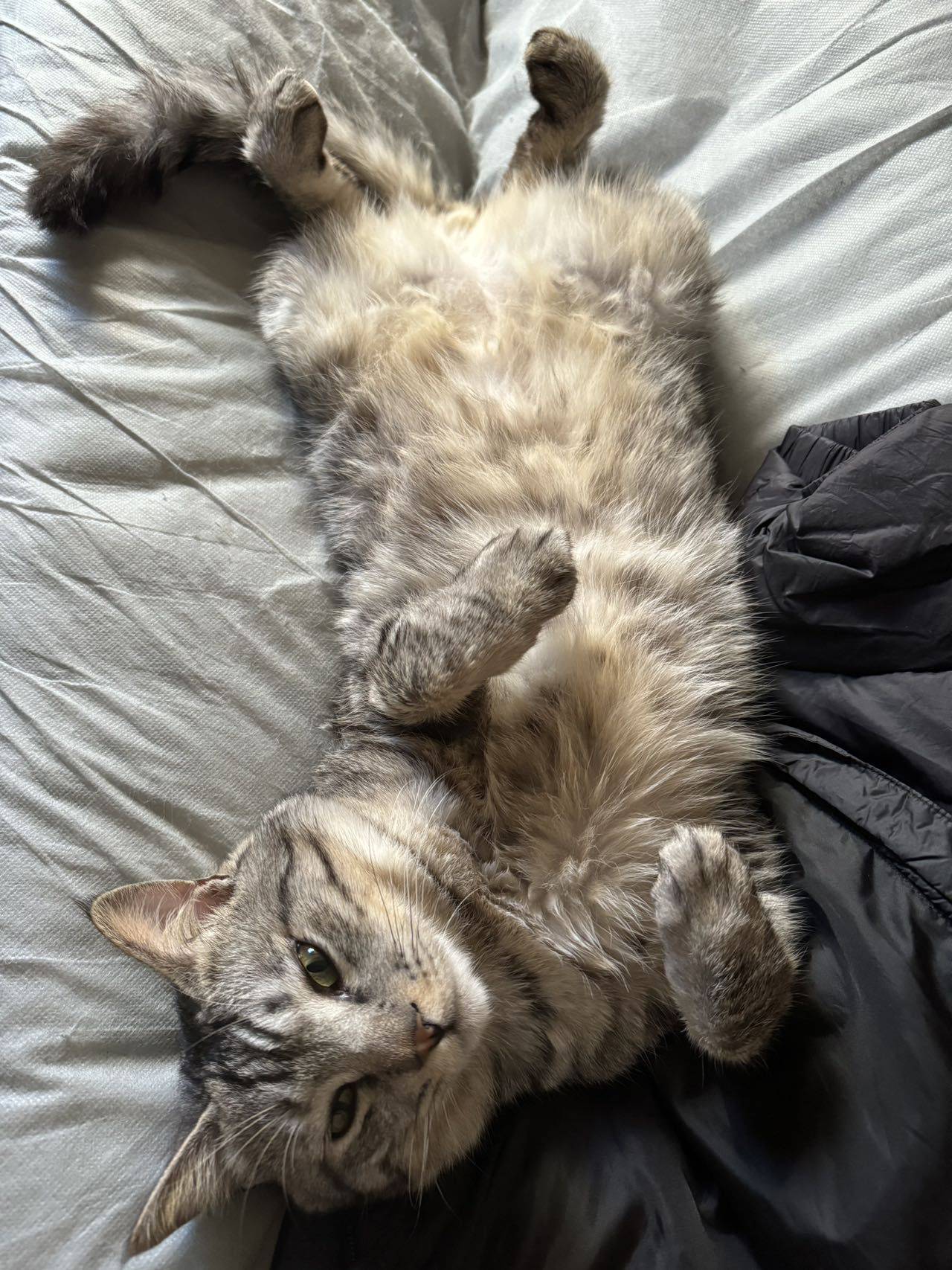 Chengdu Wuhou | 棕苑巷7号院_5