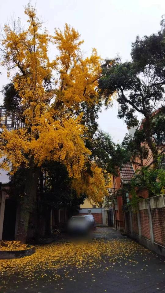 上海 徐汇 | 武康路280弄小区_7