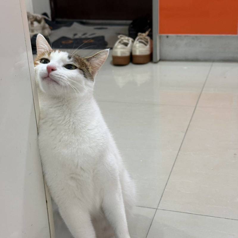 上海 浦东 | 阳光三村_6