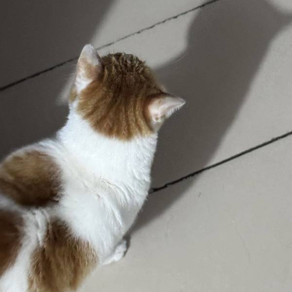 暮山紫整租房源2