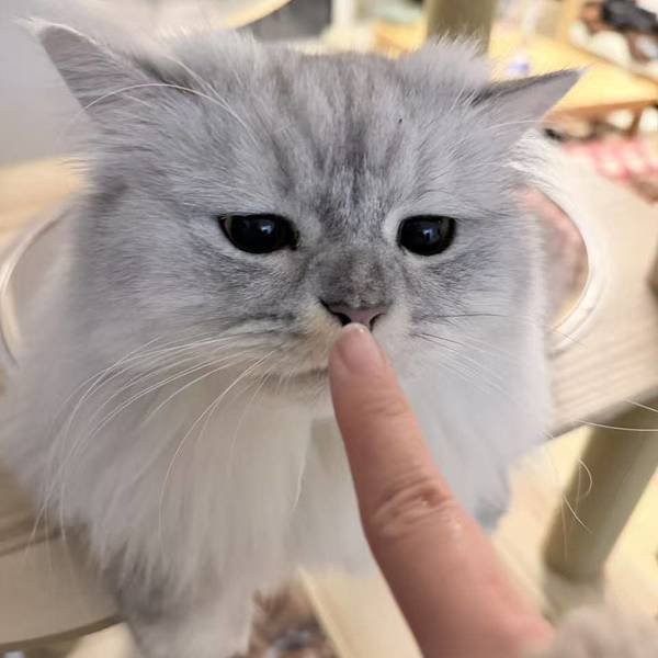 尤物整租房源3