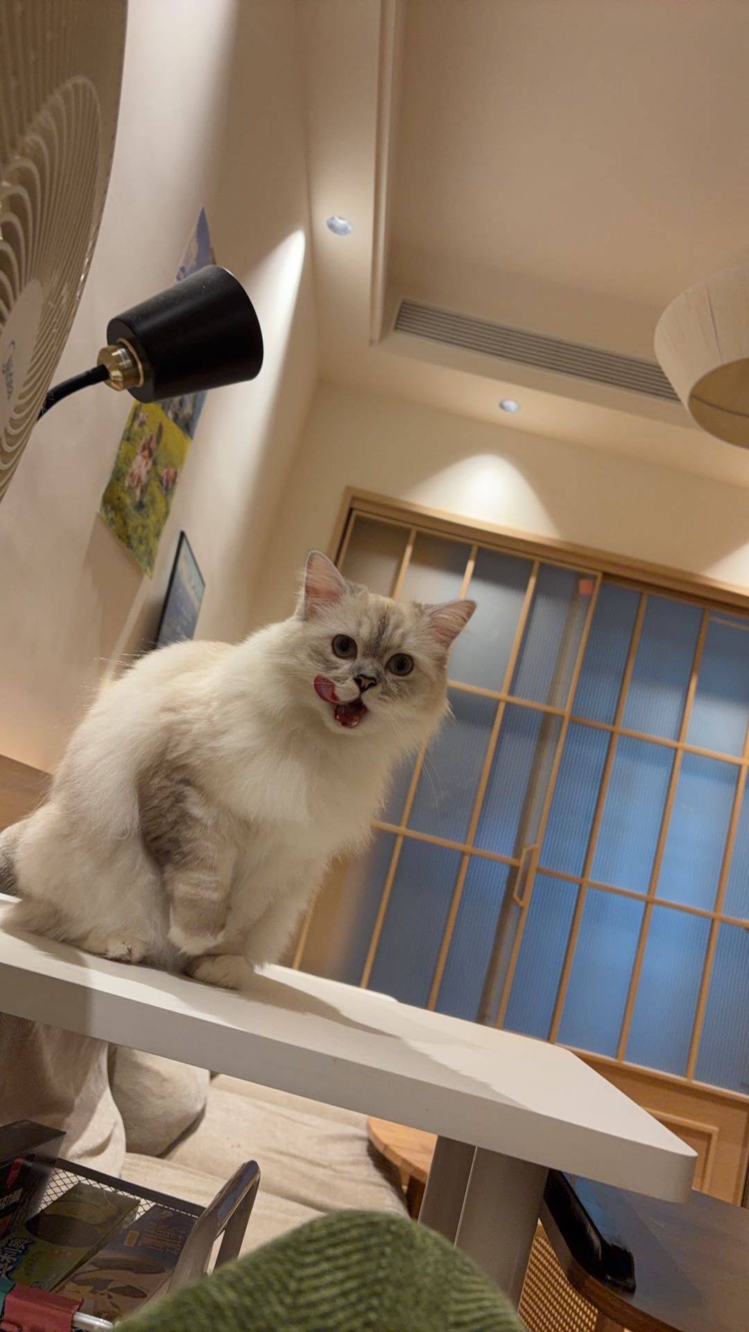 讨厌西红柿🍅整租房源3