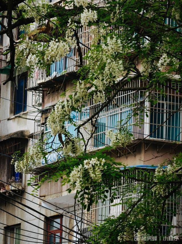 贵阳 南明 | 花香南城_6