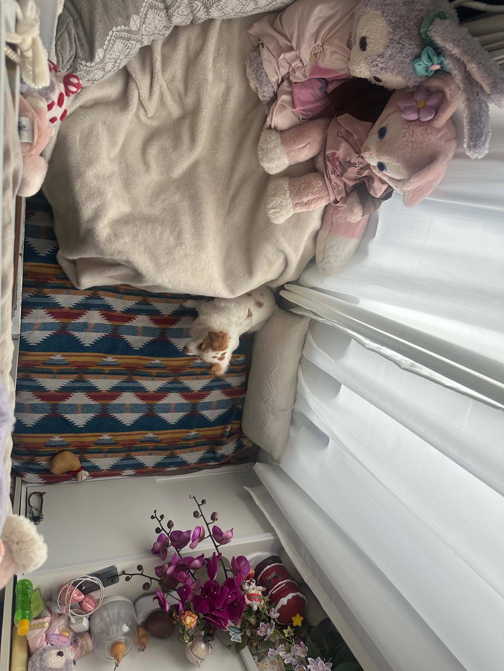 布丁大人整租房源3