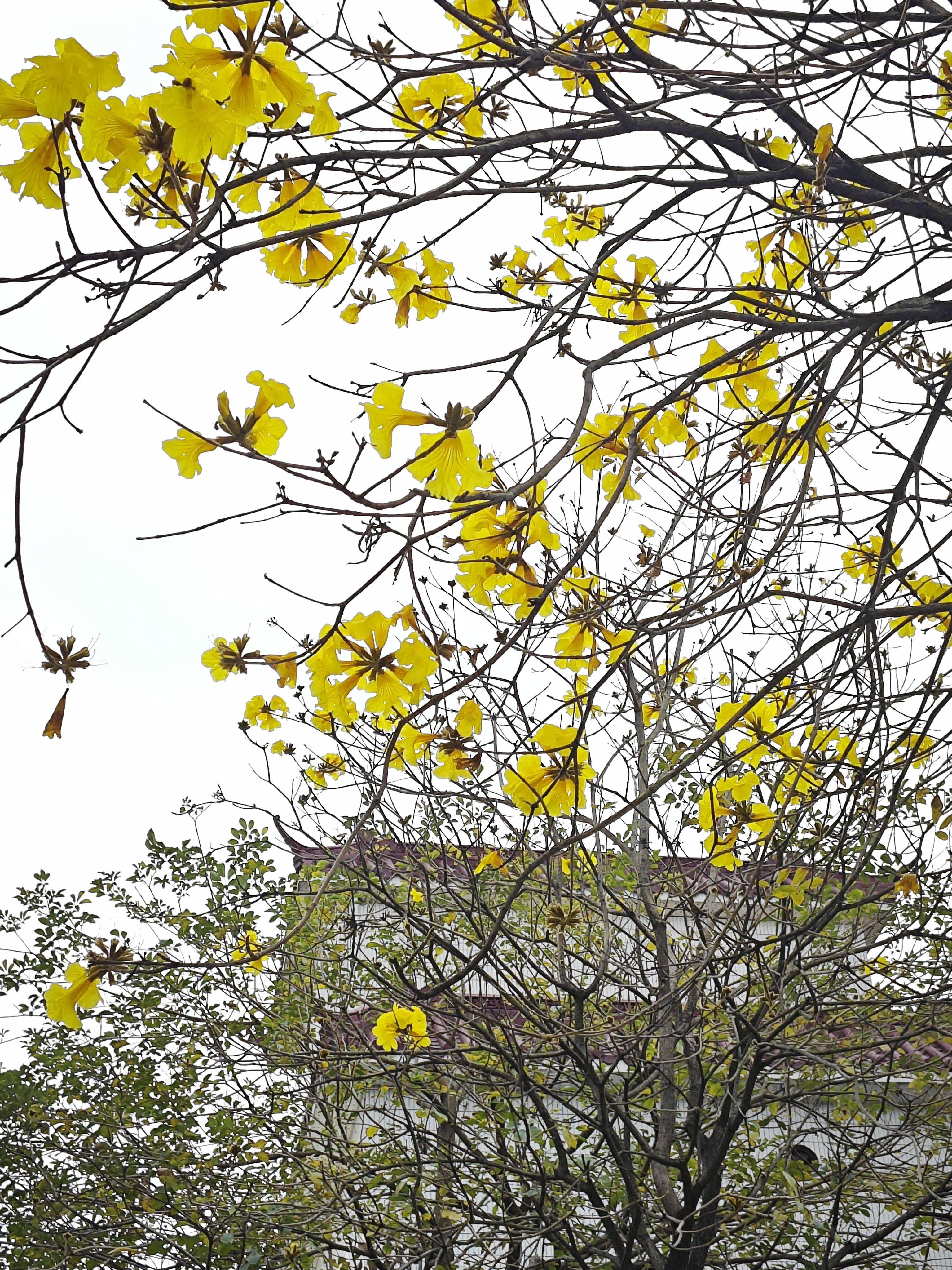 佛山 禅城 | 南庄镇东星村民小组_6