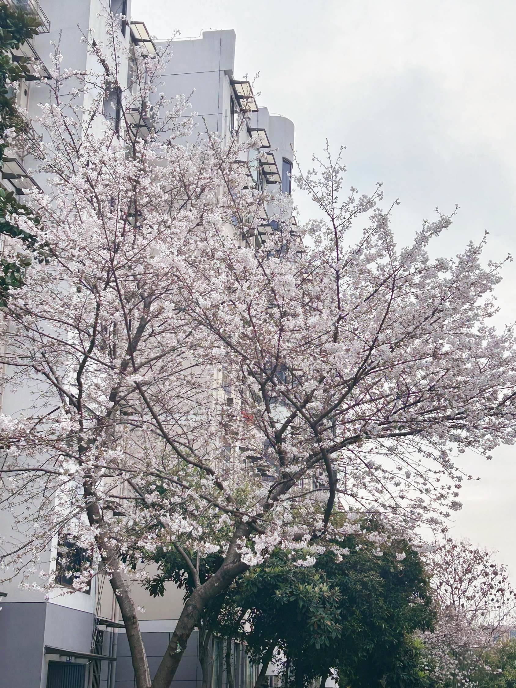 杭州 西湖 | 皇朝城市花园_6