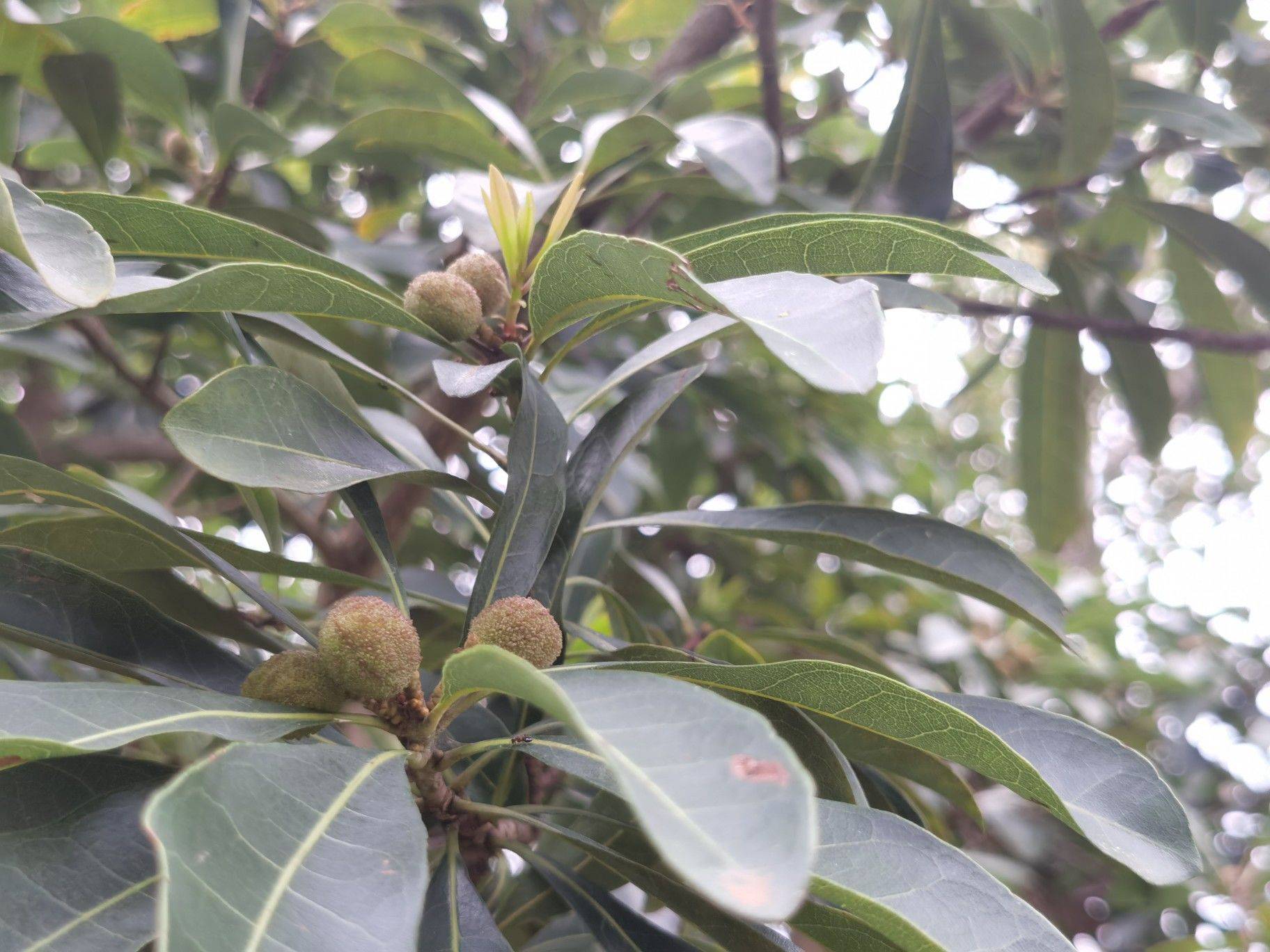 别墅 大院子 近机场整租房源3