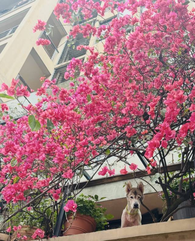 广州 白云 | 万科四季花城_6