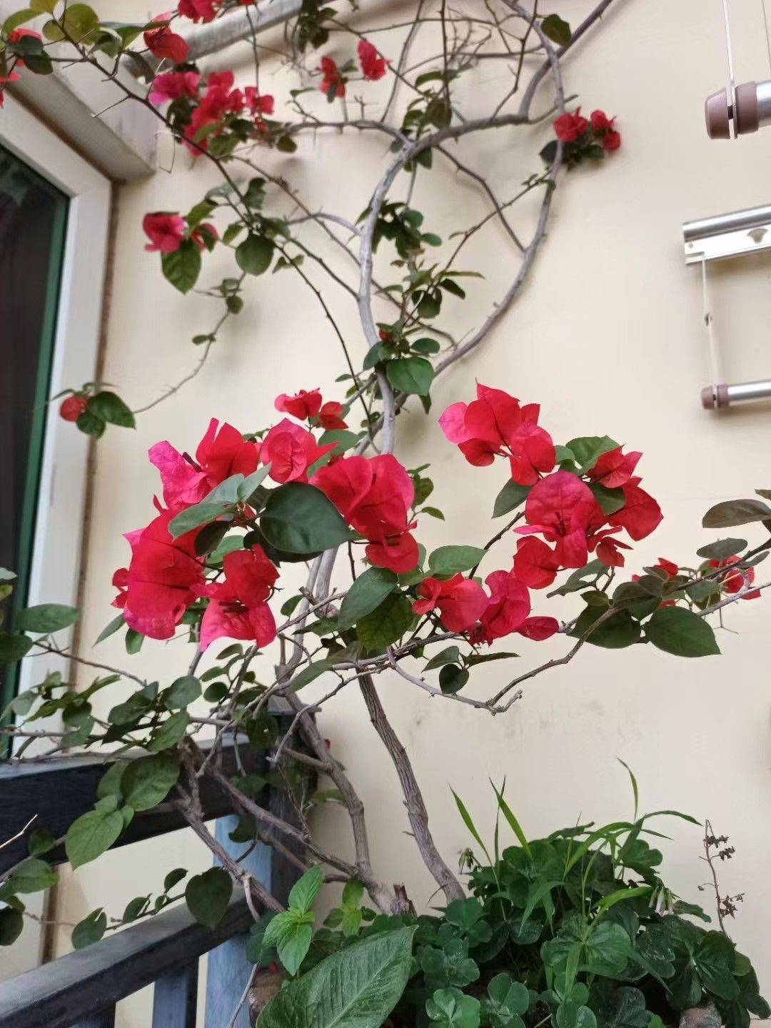 珠海 香洲 | 旭日湾花园_5