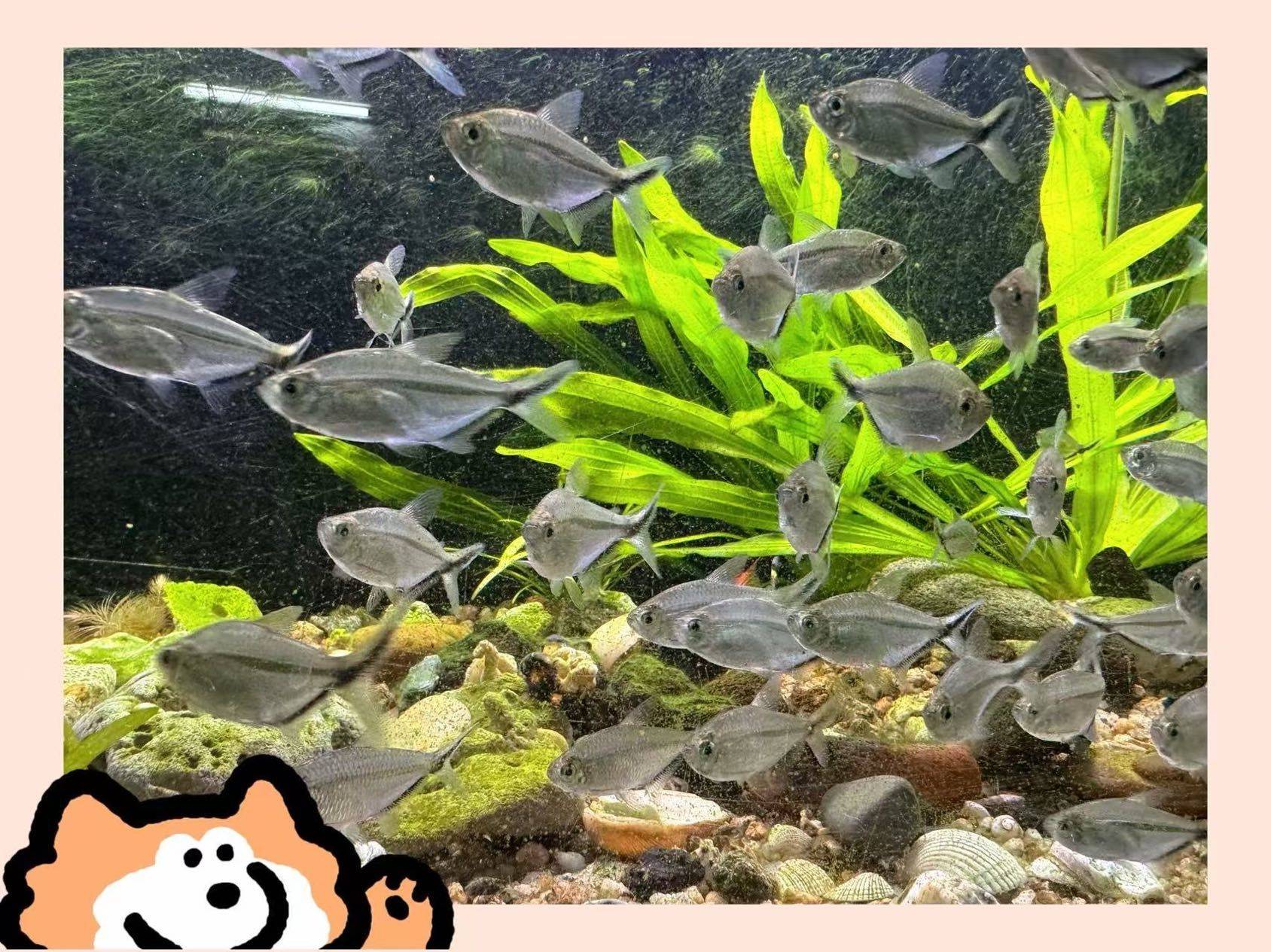 深圳 南山 | 龙井庭苑_3