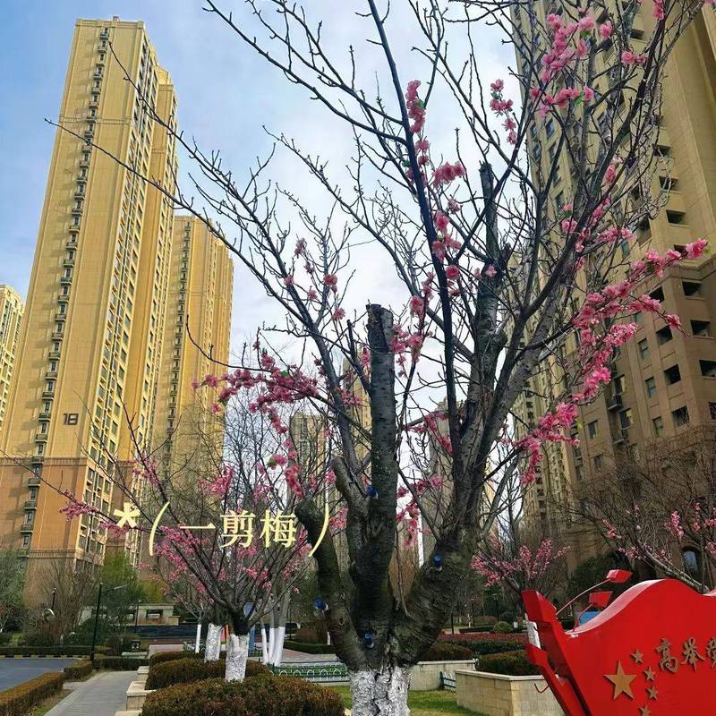 Qingdao Licang | 中海国际社区一里城-一期_5